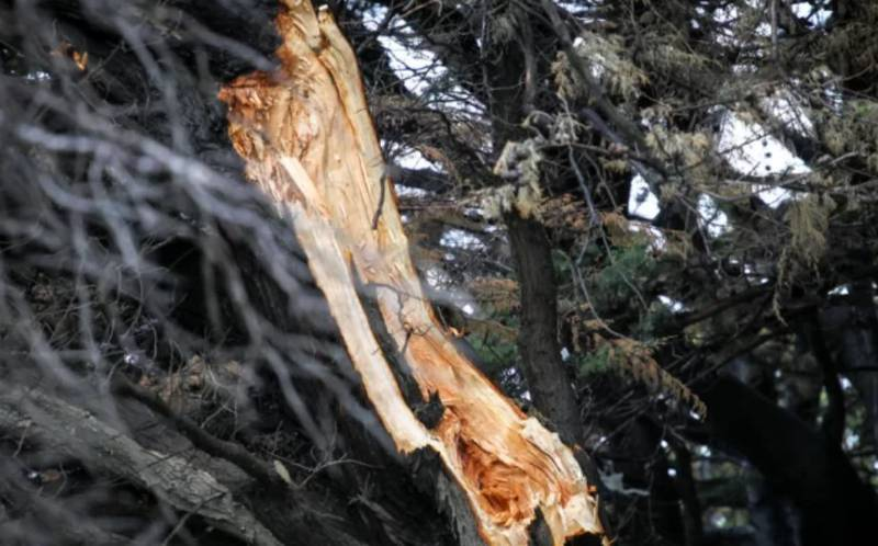  Murió aplastado por árbol en medio del temporal que azota a La Araucanía