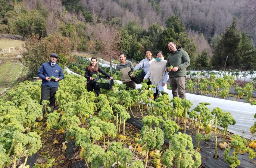  Jóvenes Apoyados Por Indap Innovan En Producción De Kale y Productos Gourmet