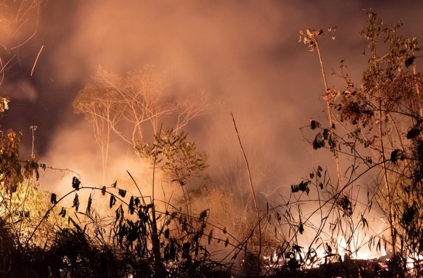  WWF Chile llama a la prevención frente a alto riesgo de incendios forestales