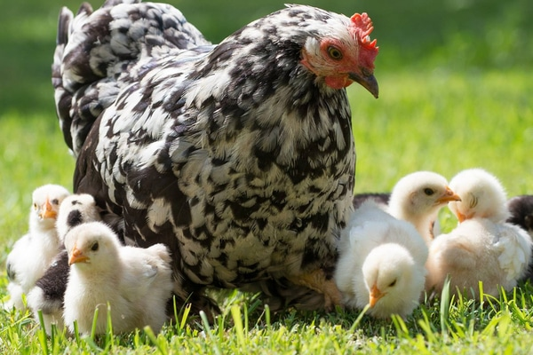  SAG confirma presencia de influenza aviar en La Araucanía: virus fue detectado en ave de corral