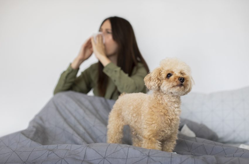  ¿Cuáles son las razas de perros ideales para personas con alergia? 