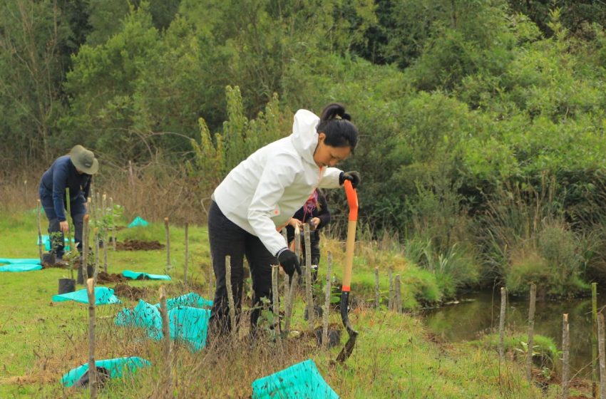  Fundación Kennedy realiza su tercera jornada de arborización abierta a la comunidad junto a CONAF en Huiscapi