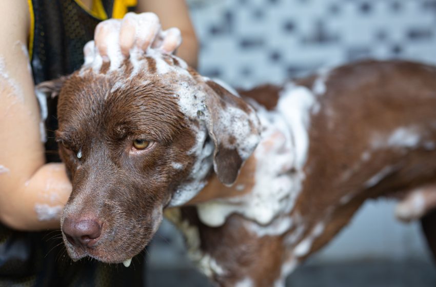  ¿Cómo bañar a un perro que odia el agua?