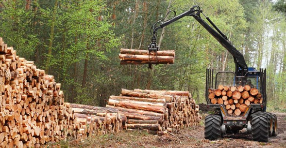  Regionalistas Verdes piden reactivar propuesta que establece impuesto a las forestales