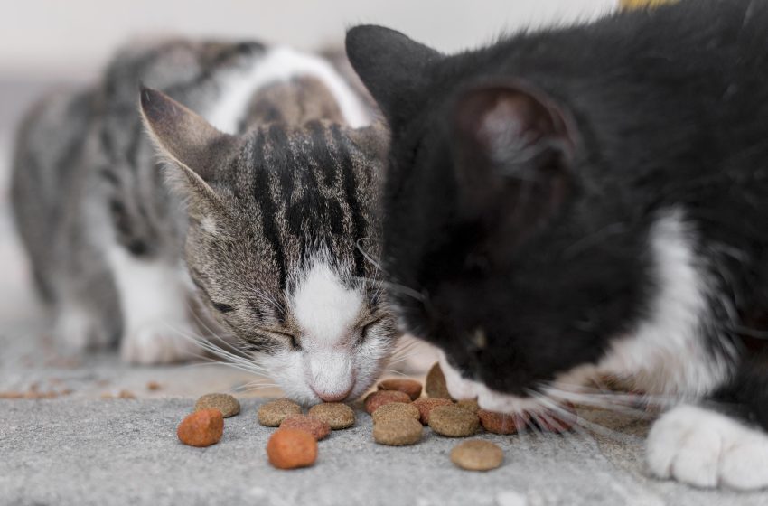  ¿Cuáles son los problemas más comunes en la alimentación en gatos?