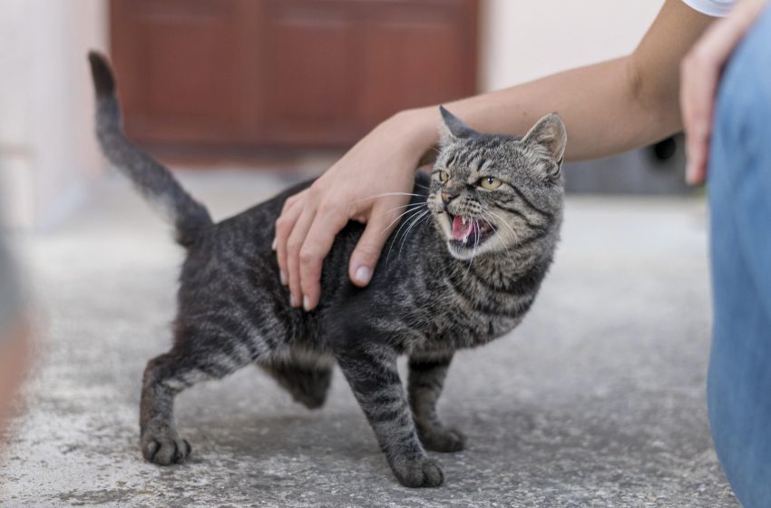  ¿Qué hacer con un gato agresivo?