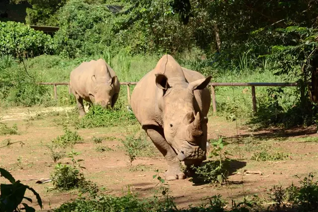  Más de 2.000 rinocerontes blancos en cautividad en Sudáfrica serán liberados en diez años en África
